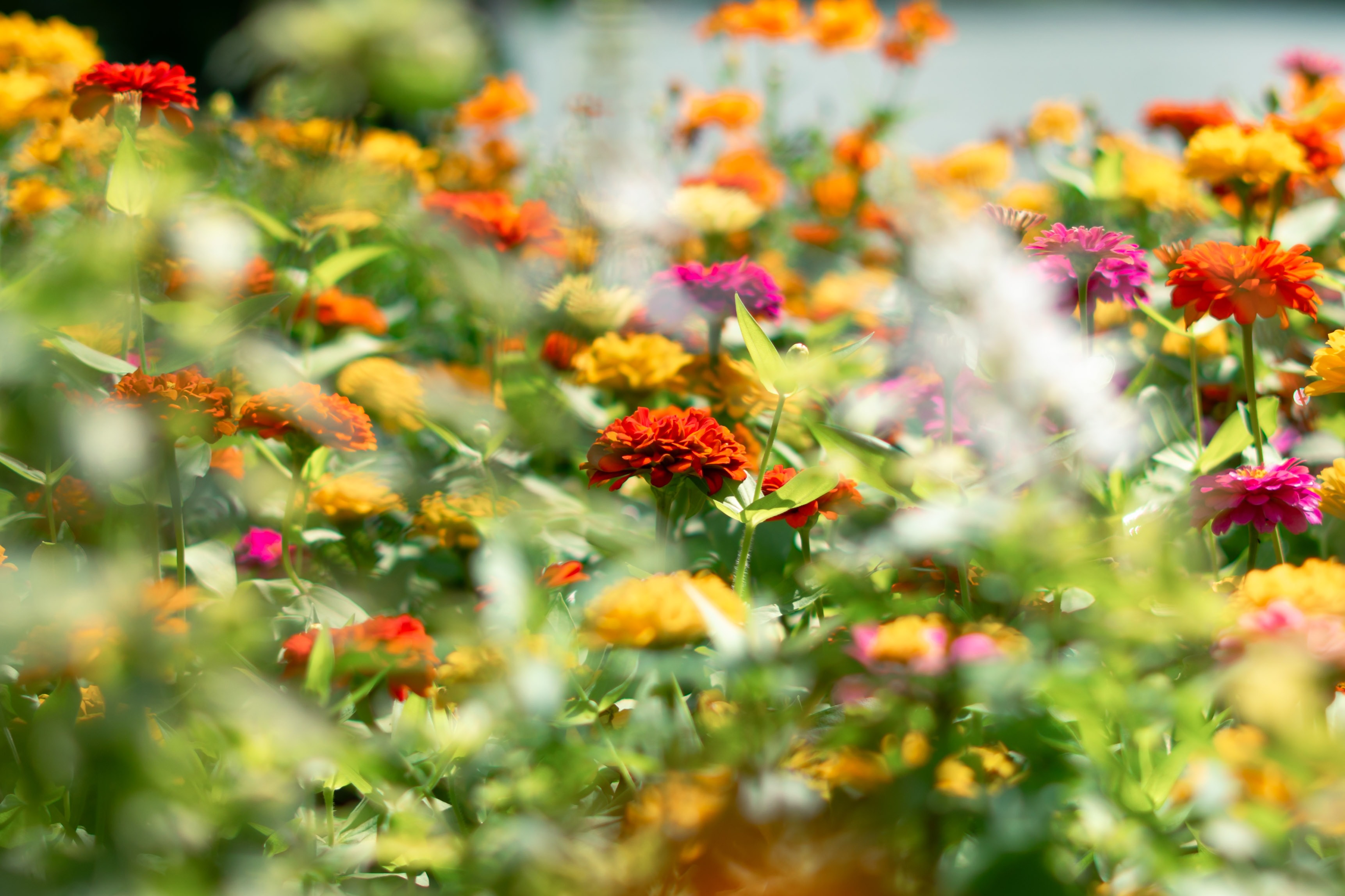 Flowers along Hoàn Kiếm Lake